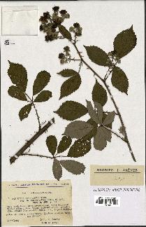 spécimen de Rubus thyrsoideus