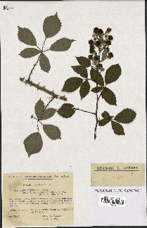 spécimen de Rubus thyrsoideus