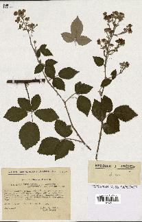 spécimen de Rubus thyrsoideus