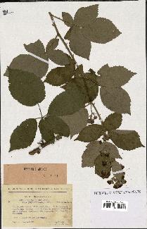 spécimen de Rubus thyrsoideus