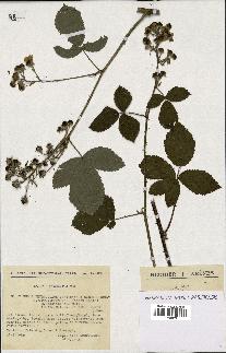 spécimen de Rubus thyrsoideus