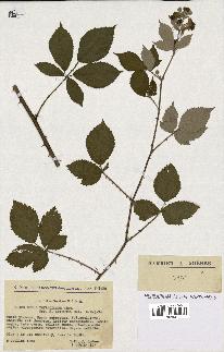 spécimen de Rubus thyrsoideus