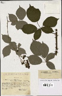 spécimen de Rubus thyrsoideus