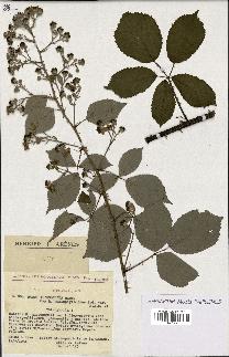 spécimen de Rubus thyrsoideus