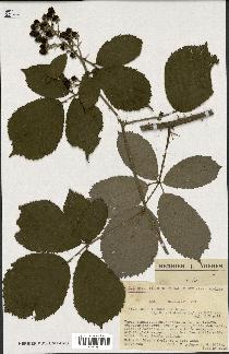 spécimen de Rubus thyrsoideus