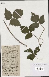 spécimen de Rubus curvatus