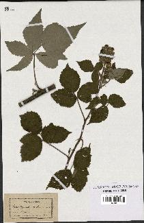 spécimen de Rubus thyrsanthus