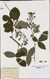 spécimen de Rubus thyrsanthus