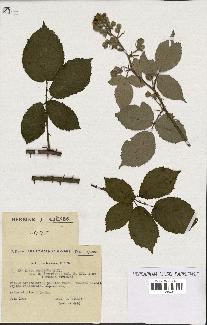 spécimen de Rubus procerus