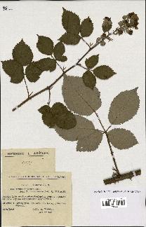 spécimen de Rubus procerus