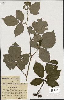 spécimen de Rubus procerus