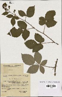 spécimen de Rubus procerus