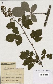 spécimen de Rubus procerus