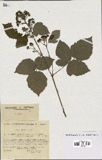 spécimen de Rubus procerus
