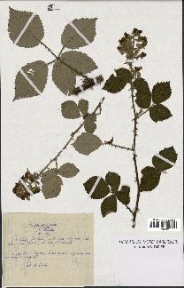 spécimen de Rubus procerus