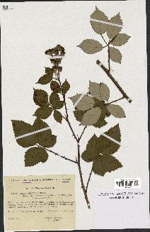 spécimen de Rubus procerus