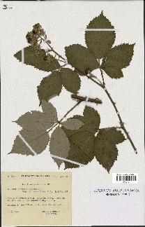 spécimen de Rubus procerus