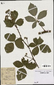 spécimen de Rubus procerus