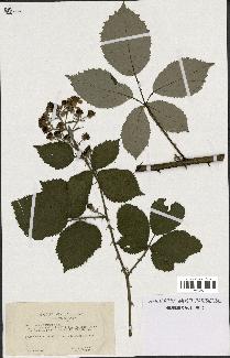 spécimen de Rubus procerus