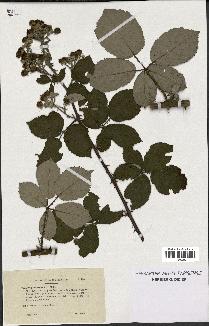 spécimen de Rubus procerus