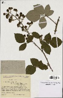 spécimen de Rubus procerus