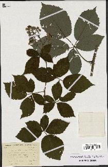 spécimen de Rubus thyrsanthus