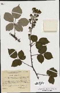 spécimen de Rubus thyrsanthus