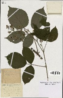 spécimen de Rubus thyrsanthus