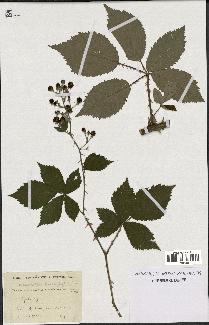 spécimen de Rubus thyrsanthus