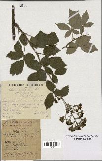 spécimen de Rubus arduennensis