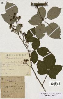 spécimen de Rubus lacertosus