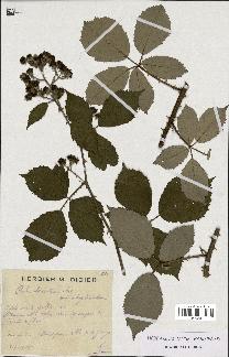 spécimen de Rubus lacertosus