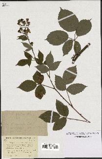 spécimen de Rubus constrictus