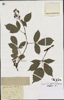 spécimen de Rubus candicans