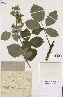 spécimen de Rubus procerus
