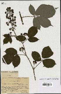 spécimen de Rubus macrostachys