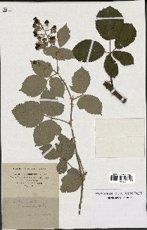 spécimen de Rubus robustus