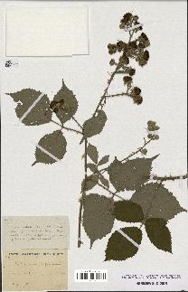 spécimen de Rubus procerus