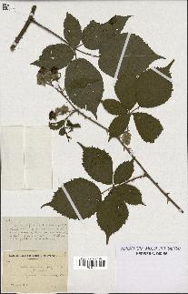 spécimen de Rubus procerus