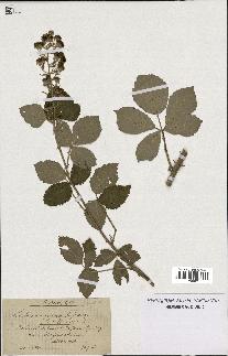 spécimen de Rubus procerus