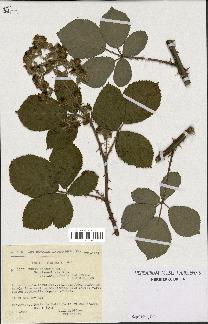 spécimen de Rubus procerus