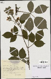 spécimen de Rubus procerus