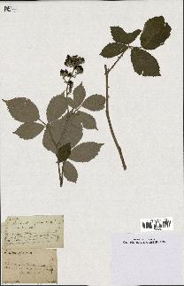 spécimen de Rubus robustus