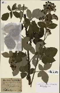 spécimen de Rubus robustus