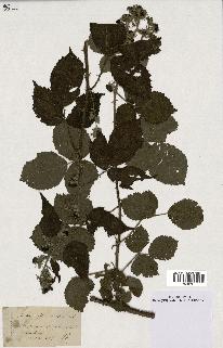 spécimen de Rubus foliosus