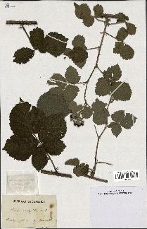 spécimen de Rubus rotundifolius