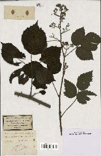 spécimen de Rubus piletostachys