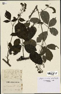 spécimen de Rubus pedatifolius