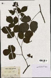 spécimen de Rubus scabripes