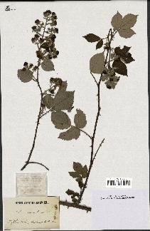 spécimen de Rubus incarnatus